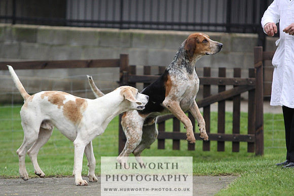 Sinnington Puppy Show 259