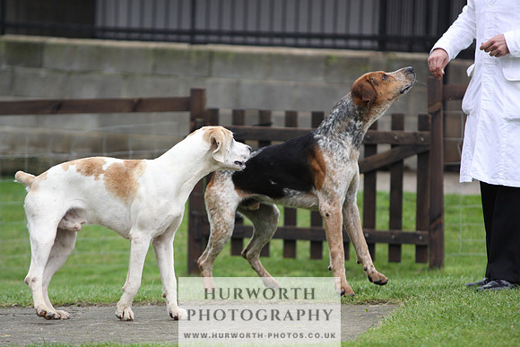 Sinnington Puppy Show 260