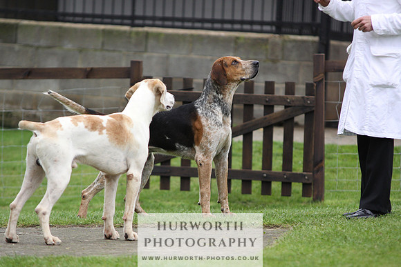 Sinnington Puppy Show 261