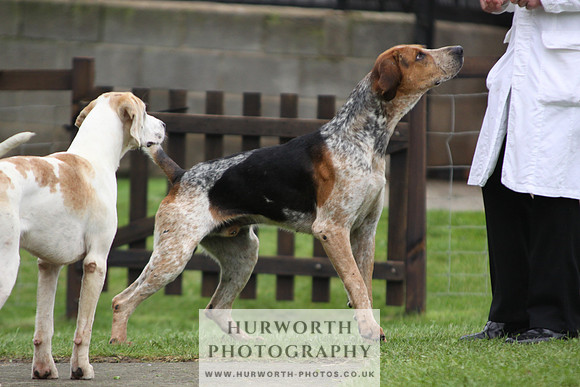 Sinnington Puppy Show 262