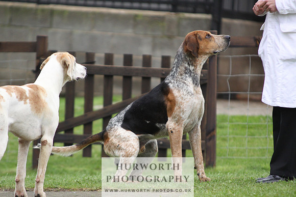 Sinnington Puppy Show 263