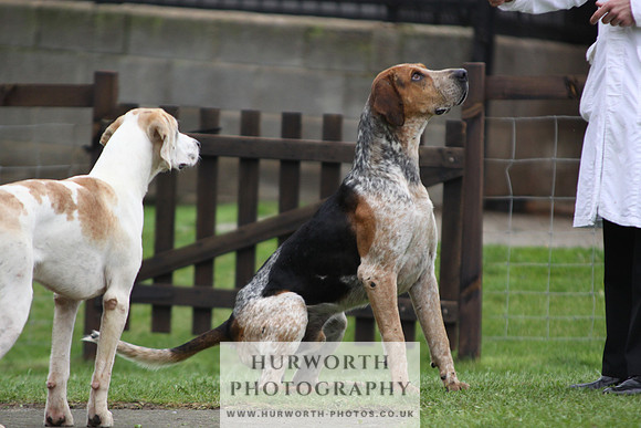 Sinnington Puppy Show 264