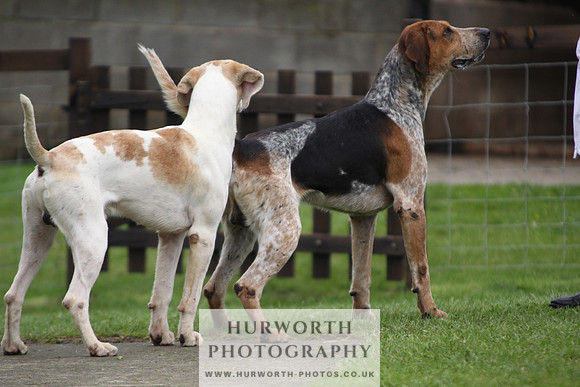 Sinnington Puppy Show 265