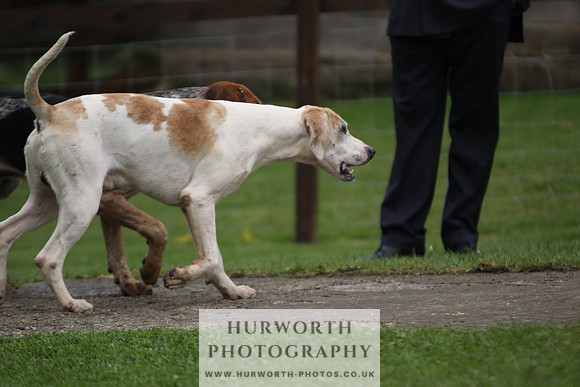 Sinnington Puppy Show 266