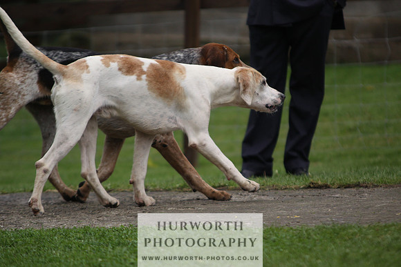 Sinnington Puppy Show 267
