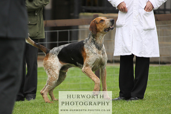 Sinnington Puppy Show 268