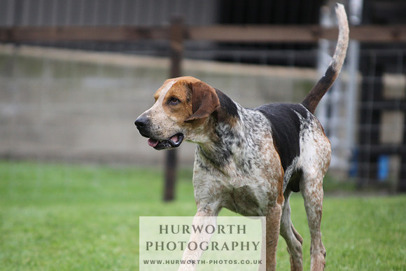 Sinnington Puppy Show 269