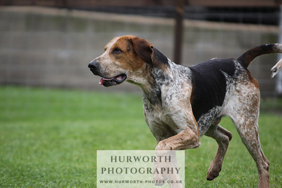 Sinnington Puppy Show 270