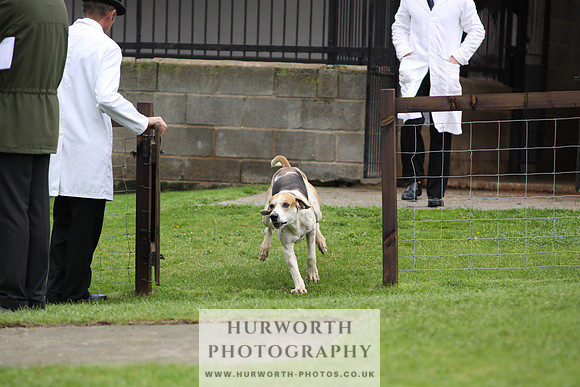 Sinnington Puppy Show 271
