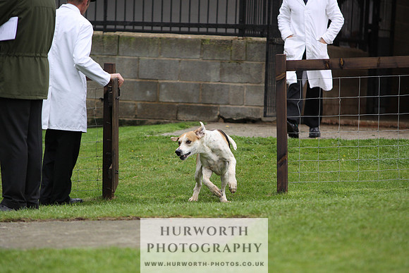 Sinnington Puppy Show 272