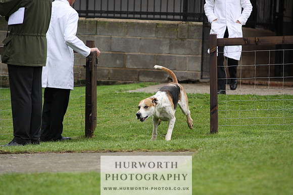 Sinnington Puppy Show 273