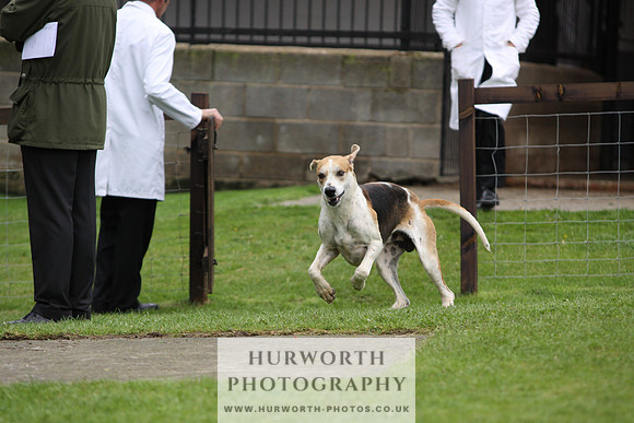 Sinnington Puppy Show 274
