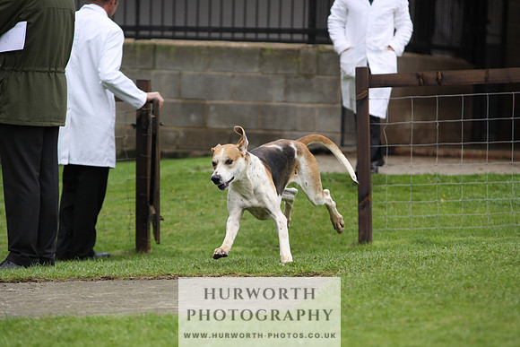 Sinnington Puppy Show 275