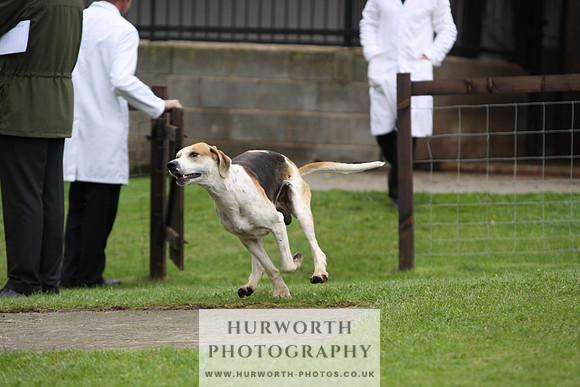 Sinnington Puppy Show 276