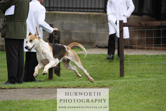 Sinnington Puppy Show 277
