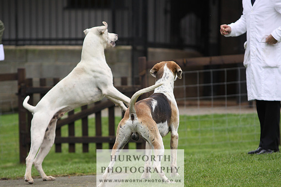 Sinnington Puppy Show 278