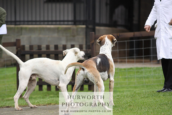 Sinnington Puppy Show 279