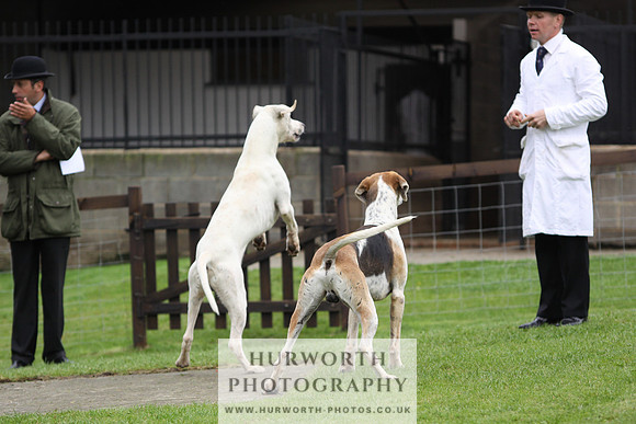 Sinnington Puppy Show 280