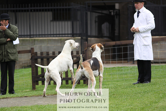 Sinnington Puppy Show 281