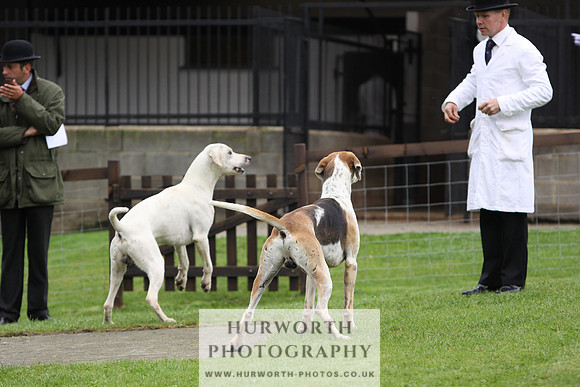 Sinnington Puppy Show 282