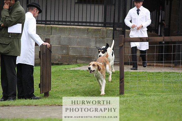 Sinnington Puppy Show 284