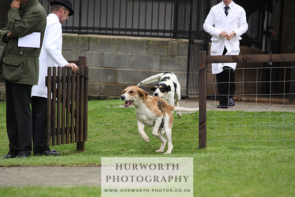 Sinnington Puppy Show 285