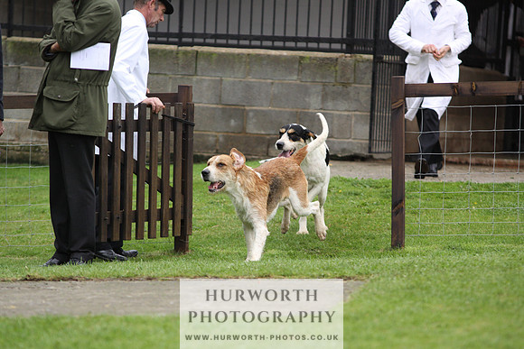 Sinnington Puppy Show 286