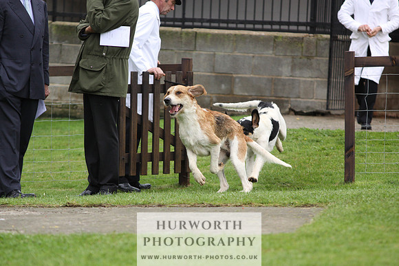 Sinnington Puppy Show 287