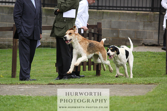 Sinnington Puppy Show 288