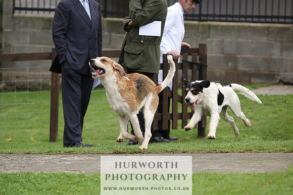 Sinnington Puppy Show 289