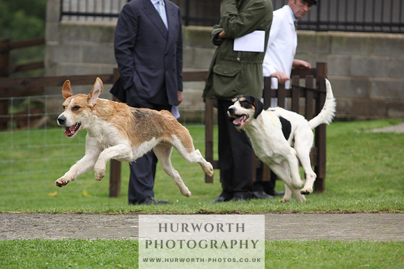 Sinnington Puppy Show 290