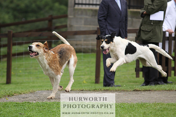 Sinnington Puppy Show 291