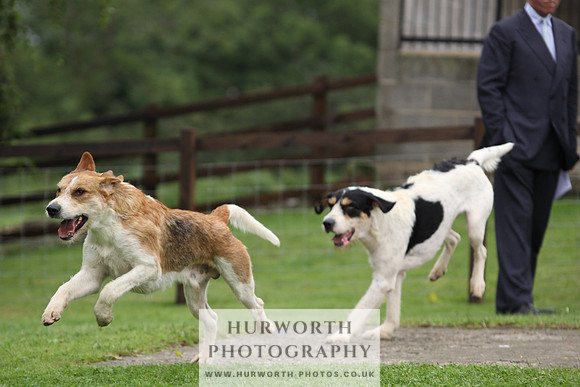 Sinnington Puppy Show 292