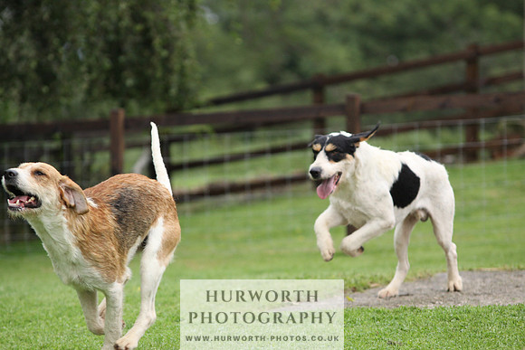 Sinnington Puppy Show 293