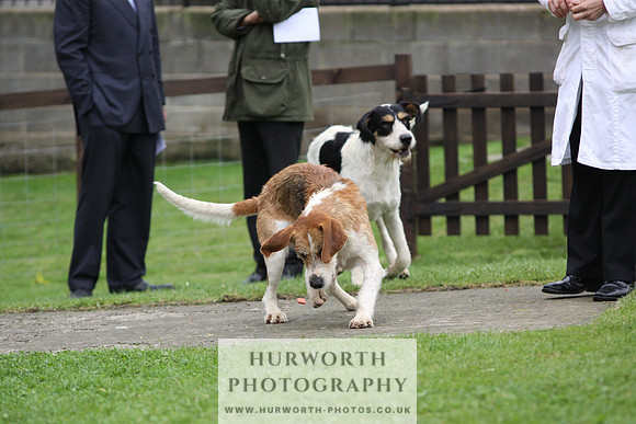 Sinnington Puppy Show 294