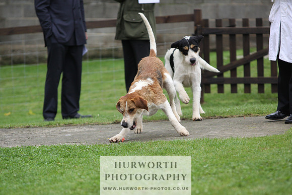Sinnington Puppy Show 295