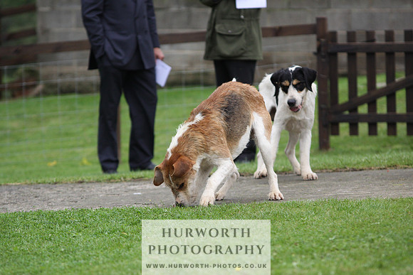 Sinnington Puppy Show 296