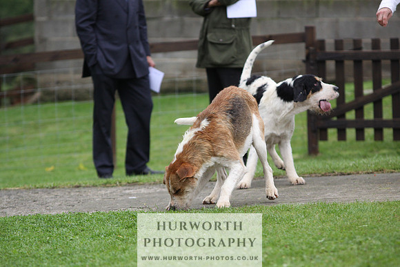 Sinnington Puppy Show 297