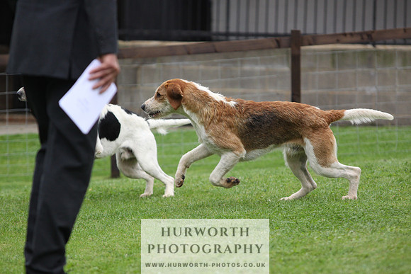 Sinnington Puppy Show 298