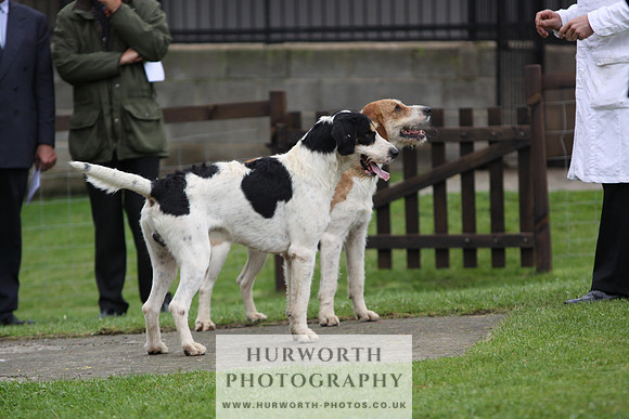 Sinnington Puppy Show 299