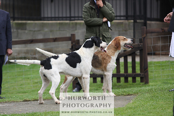 Sinnington Puppy Show 300