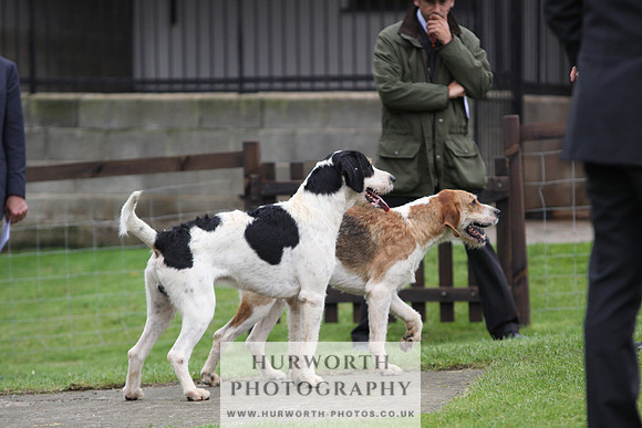 Sinnington Puppy Show 301