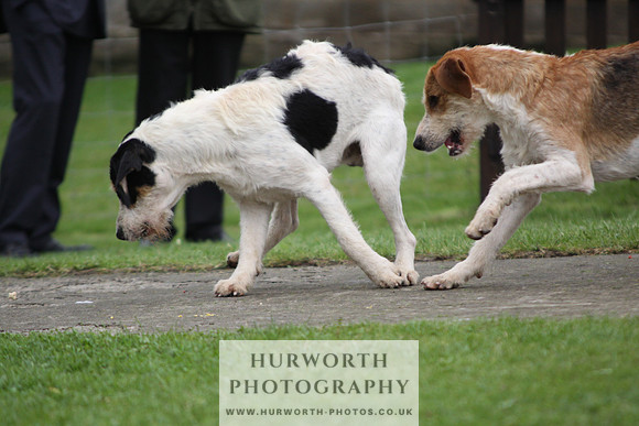 Sinnington Puppy Show 302