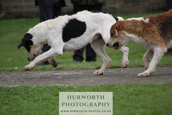 Sinnington Puppy Show 303