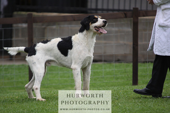 Sinnington Puppy Show 304