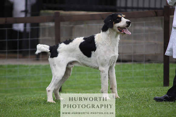Sinnington Puppy Show 305