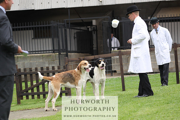 Sinnington Puppy Show 306