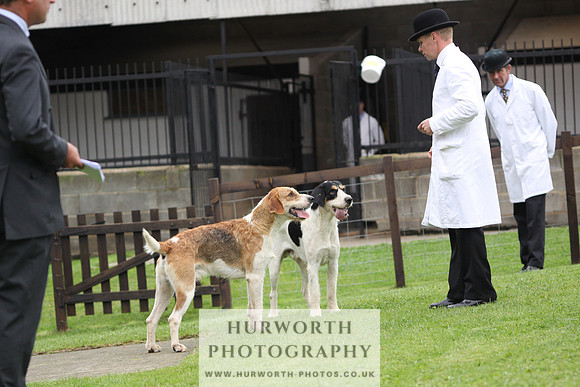 Sinnington Puppy Show 307