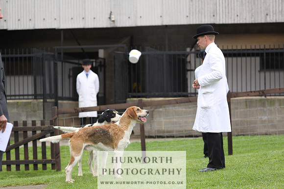 Sinnington Puppy Show 308