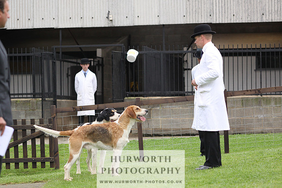Sinnington Puppy Show 309